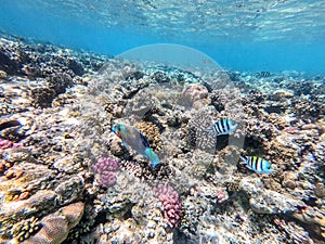 Close up view of Hipposcarus longiceps or Longnose Parrotfish (Hipposcarus Harid) at coral reef