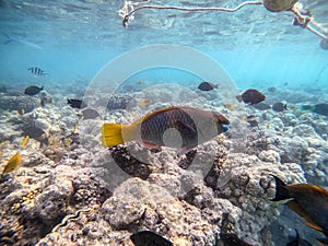 Close up view of Hipposcarus longiceps or Longnose Parrotfish (Hipposcarus Harid) at coral reef