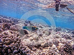 Close up view of Hipposcarus longiceps or Longnose Parrotfish (Hipposcarus Harid) at coral reef