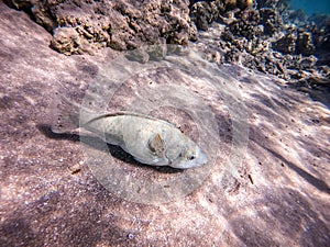 Close up view of Hipposcarus longiceps or Longnose Parrotfish (Hipposcarus Harid) at coral reef