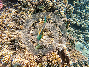 Close up view of Hipposcarus longiceps or Longnose Parrotfish (Hipposcarus Harid) at coral reef