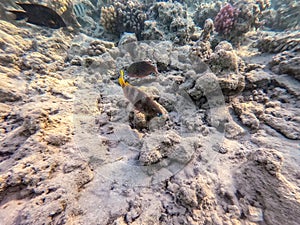 Close up view of Hipposcarus longiceps or Longnose Parrotfish (Hipposcarus Harid) at coral reef