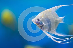 Close up view of home freshwater aquarium with white angelfish.