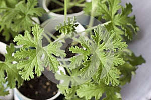 Close up view of a propagated rose geranium herb plants with lacy leaf texture photo