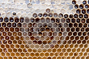 Close up view of honeycomb with sweet honey. Piece of yellow honeycomb with sweet honey as background