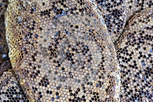 Close up view of honeycomb with sweet honey from wild bees. Piece of honeycomb with sweet honey as background. Indonesia