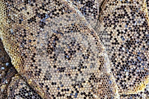 Close up view of honeycomb with sweet honey from wild bees. Piece of honeycomb with sweet honey as background. Indonesia