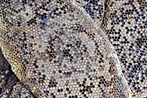 Close up view of honeycomb with sweet honey from wild bees. Piece of honeycomb with sweet honey as background. Indonesia