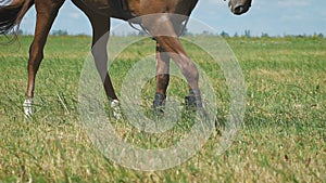 Close-up view on the hooves of horse's legs at a field