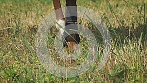 Close-up view on the hooves of horse's legs at a field. Power