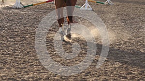 Close-up view on the hooves of the horse at sunset