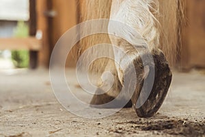 Close-up View Of Horse Hoof Just Being Cleaned Dust From The Hoof On The Ground