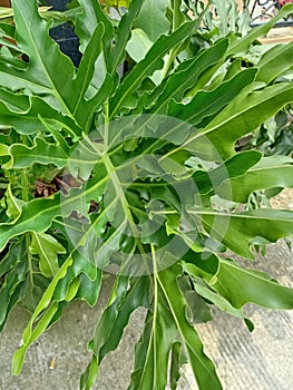 Close up view of horsehead philodendron plant