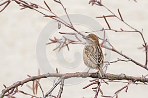 Close up view of house sparrow