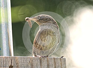 House Wren with Grub