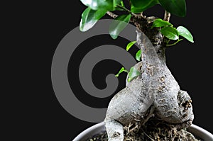 Close up view of houseplant ficus microcarpa ginseng isolated on black background.