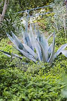 Close up view on huge Aloe Vera plant in the garden. Summer sunny day