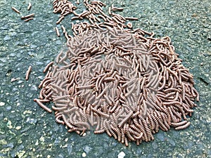 Close up view of Huge gathering of Red millipede