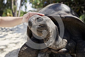Close-up view of human hand stroking Aldabra giant tortoise photo