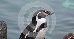 Close up view of a Humboldt penguin