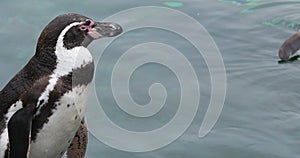 Close up view of a Humboldt penguin