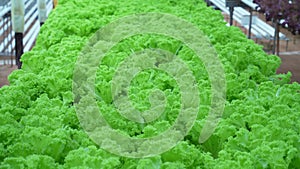 Close-up view of the hydroponically grown lettuces