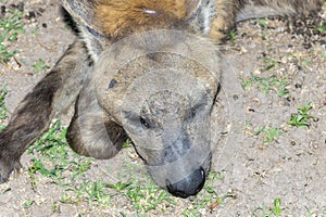 A close-up view of a hyena, Crocuta lying down on the ground, resting peacefully under the shade. In South Africa