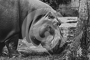 Close up view of a Hypo Hippopotamidae