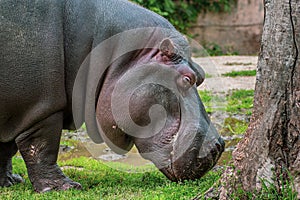 Close up view of a Hypo Hippopotamidae photo