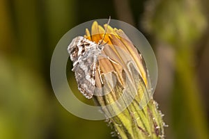 Hypotia corticalis moth