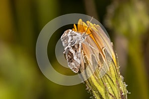 Hypotia corticalis moth