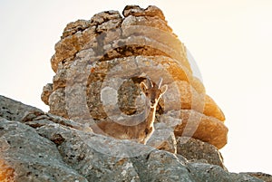 Close-up view Iberian ibex, Spanish wild goat, standing at the t