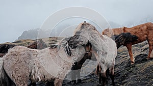 Close-up view of Icelandic horses standing on grassy field.