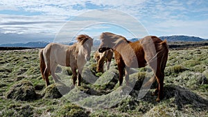 Close-up view of Icelandic horses standing on grassy field.