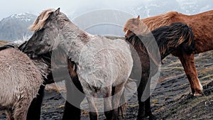 Close-up view of Icelandic horses standing on grassy field.