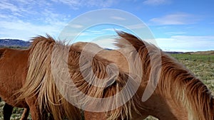 Close-up view of Icelandic horses standing on grassy field.