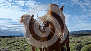 Close-up view of Icelandic horses standing on grassy field.