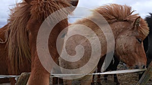 Close-up view of Icelandic horses standing on grassy field.