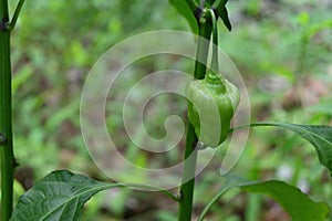 Close up view of a immature Capsicum Chinense chili fruit hangs on the chili stem