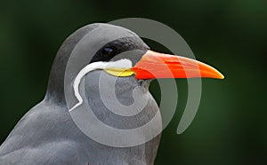 Close-up view of an Inca Tern