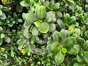 Close up view of indian laurel fig plant photo