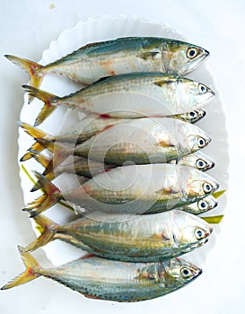 Close up view of Indian Mackerel Fish Decorated on a white plate.White Background photo