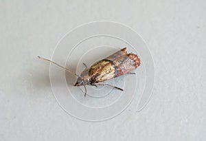 Close-up view on indian-meal moth on white background. photo