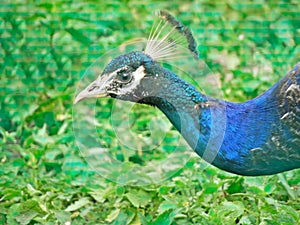 Close up view of The Indian peafowl or blue peafowl Pavo cristatus, a large and brightly coloured bird, is a species of peafowl