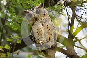 Close up view of a indian scops owl or Otus bakkamoena perched on the branch of a tree in a natural setting in keoladeo bharatpur