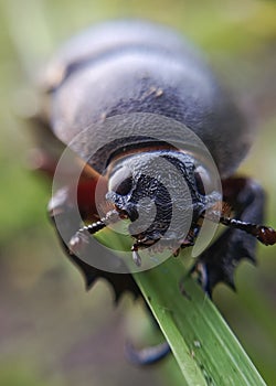 Close-up view of insect known as Phyllophaga on the grass photo