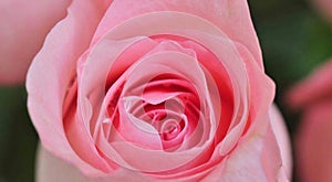 Close up pink rose