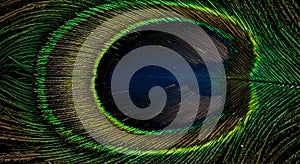 Close Up View of Iridescent Feather with a Blue Eye Design