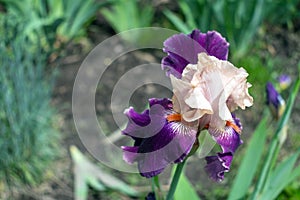 Close-up view of an iris flower on background of green leaves an