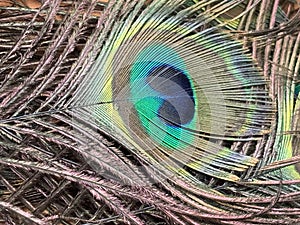 Close up view of isolated colorful peacock feather, natural beauty.